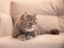 4 Cara agar Kucing Tak Lagi Mencakar Sofa hingga Karpet di Rumah