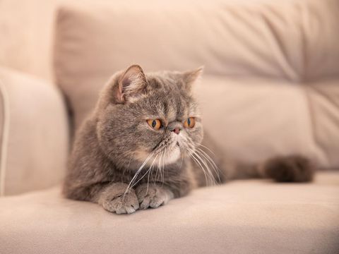 Grey beautiful cat on grey sofa house.pets of a cat