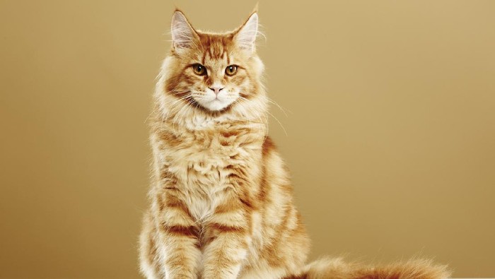 Jenis jenis kucing peliharaan