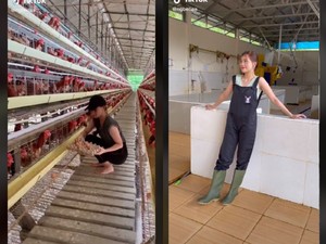Sosok Peternak Ayam Cantik Ini Mirip Kisah di FTV