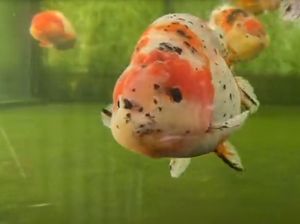 Menguak Mitos soal Ingatan Ikan Mas