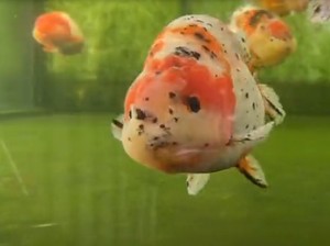 Sultan! Ikan Mas Koki Asal Vietnam Harganya  Rp 19 Juta Seekor