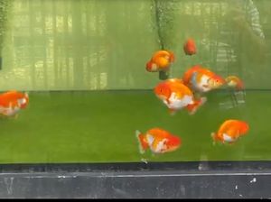 Kenapa Ikan Koki Berenang Terbalik?