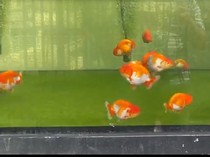 Kenapa Ikan Koki Berenang Terbalik?