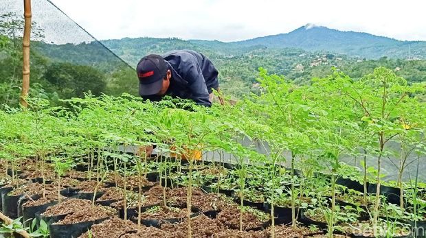 Warga Cimenyan Bandung fokus melakukan budidaya daun kelor