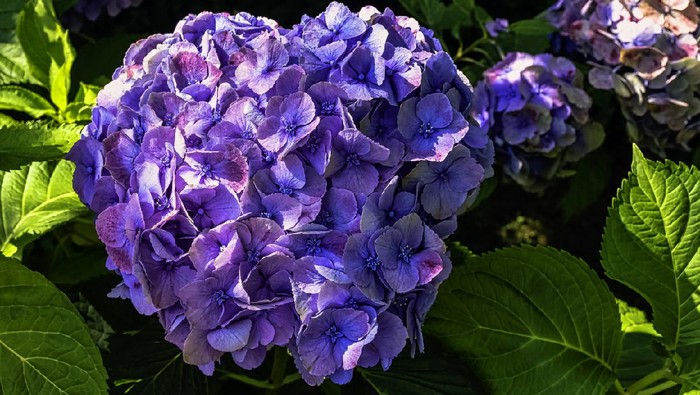 Hydrangea macrophylla known as bigleaf, French or mophead hydrangea, penny mac and hortensia