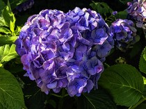 Bukan Cuma Cantik, 7 Tanaman Ini Mudah Dirawat dan Bikin Asri Halaman Rumah