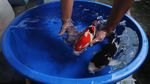 Menengok Budi Daya Ikan Koi di Pondok Pesantren