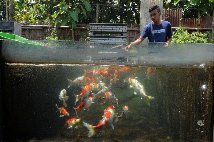 Seorang santri memberi pakan ikan koi yang dibudidayakan di Pondok Pesantren Al Barokah, Samben, Gunting, Wonosari, Klaten, Jawa Tengah, Kamis (1/4/2021). Selain belajar tentang ilmu agama, para santri juga belajar budi daya ikan koi yang bertujuan agar para santri dapat bekal ilmu dalam mengembangkan usaha secara mandiri. Hasil budi daya ikan koi tersebut dijual dari harga Rp25 ribu per ekor hingga Rp7 juta per ekor tergantung ukuran dan motif ikan koinya. ANTARA FOTO/Aloysius Jarot Nugroho/foc.