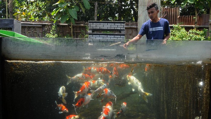 Seorang santri memberi pakan ikan koi yang dibudidayakan di Pondok Pesantren Al Barokah, Samben, Gunting, Wonosari, Klaten, Jawa Tengah, Kamis (1/4/2021). Selain belajar tentang ilmu agama, para santri juga belajar budi daya ikan koi yang bertujuan agar para santri dapat bekal ilmu dalam mengembangkan usaha secara mandiri. Hasil budi daya ikan koi tersebut dijual dari harga Rp25 ribu per ekor hingga Rp7 juta per ekor tergantung ukuran dan motif ikan koinya. ANTARA FOTO/Aloysius Jarot Nugroho/foc.