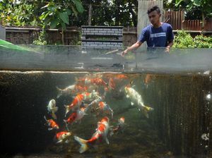 Asal Usul Ikan Koi: Persilangan Ikan Mas, Masuk RI Dibawa Kaisar Jepang