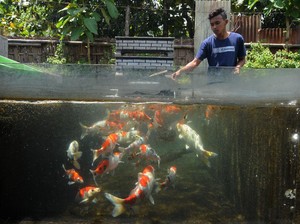 Asal Usul Ikan Koi: Persilangan Ikan Mas, Masuk RI Dibawa Kaisar Jepang