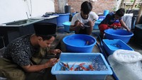 Selain belajar tentang ilmu agama, para santri juga belajar budi daya ikan koi yang bertujuan agar para santri dapat bekal ilmu dalam mengembangkan usaha secara mandiri.