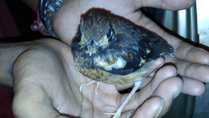 Burung punglor asal Alor, NTT yang dilindungi UU diselundupkan ke NTB (dok. Istimewa).
