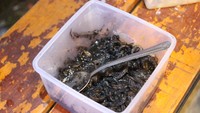 Cumi-cumi segar yang dipakai untuk menu andalan didatangkan langsung dari Tuban. Setiap bulan mencapai 100 kg cumi-cumi segar. Kemudian diolah jadi cumi hitam dengan tinta cumi dan cumi putih yang sudah dikupas bersih.   Foto: detikFood/Luthfi Baihaqy