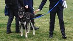 Duh, Anjing Joe Biden Gigit Staf Gedung Putih Lagi