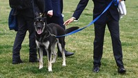 Padahal anjing bernama Major itu sempat dipulangkan ke kediaman pribadi Biden di Delaware setelah menggigit anggota Pasukan Pengamanan Presiden (Secret Service).   