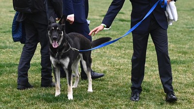 Duh, Anjing Joe Biden Gigit Staf Gedung Putih Lagi