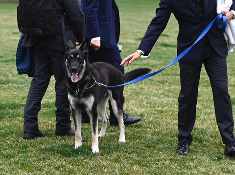President Joe Biden and first lady Jill Biden's dogs Champ, right, and Major are seen on the South Lawn of the White House in Washington, Wednesday, March 31, 2021. (Mandel Ngan/Pool via AP)