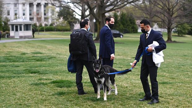 President Joe Biden and first lady Jill Biden's dogs Champ, right, and Major are seen on the South Lawn of the White House in Washington, Wednesday, March 31, 2021. (Mandel Ngan/Pool via AP)