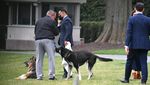 Duh, Anjing Joe Biden Gigit Staf Gedung Putih Lagi