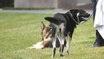 Duh, Anjing Joe Biden Gigit Staf Gedung Putih Lagi