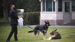 Duh, Anjing Joe Biden Gigit Staf Gedung Putih Lagi