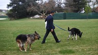 Namun, Biden memutuskan membawa kembali anjing itu ke Gedung Putih.  