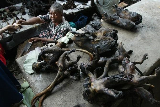 Duh! Makan Sup Penis Macan hingga Daging Monyet Bisa Memicu Virus Baru
