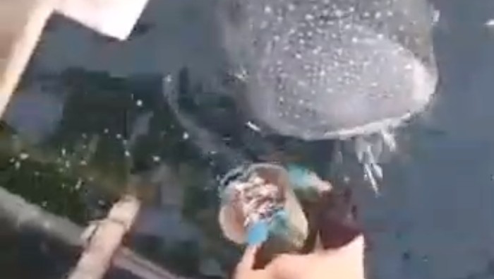 Hiu tutul muncul di sekitar bagang nelayan di Kukar, Kaltim (dok. Istimewa).