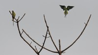 Daftar periksa saat ini mencakup 407 spesies burung, di antaranya Bengal florican, burung bangkai putih, merak jantan, dan angsa berkepala batang, yang merupakan simbol taman dari taman tersebut.