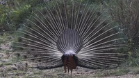 Taman Nasional Bardiya adalah kawasan lindung di Nepal yang didirikan pada tahun 1988 sebagai Taman Nasional Royal Bardia. 