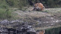 Taman Nasional Bardiya adalah rumah bagi setidaknya 53 mamalia termasuk badak, gajah liar, harimau Bengali, rusa rawa, dan Lumba-lumba gangetic.