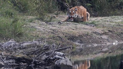 Melihat Satwa Liar Taman Nasional Terbesar di Nepal