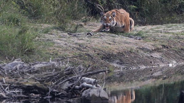 Taman Nasional Bardiya adalah rumah bagi setidaknya 53 mamalia termasuk badak, gajah liar, harimau Bengali, rusa rawa, dan Lumba-lumba gangetic. Taman Nasional Bardiya adalah rumah bagi setidaknya 53 mamalia termasuk badak, gajah liar, harimau Bengali, rusa rawa, dan Lumba-lumba gangetic.
