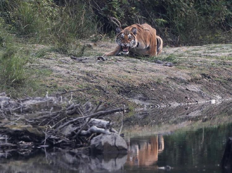 Melihat Satwa Liar Taman Nasional Terbesar di Nepal
