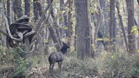 Sekitar 70% taman ini tertutup hutan, dengan keseimbangan campuran padang rumput, sabana dan hutan sungai.  