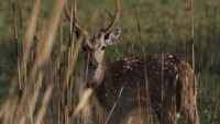 Rusa sambar terlihat di Taman Nasional Bardiya, Distrik Bardiya, Nepal, Rabu (31/3/2021) waktu setempat.