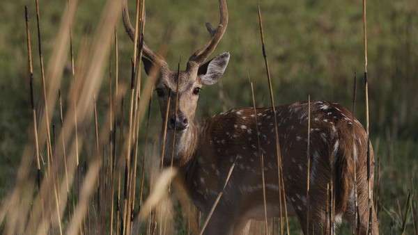 Rusa sambar terlihat di Taman Nasional Bardiya, Distrik Bardiya, Nepal, Rabu (31/3/2021) waktu setempat. Rusa sambar terlihat di Taman Nasional Bardiya, Distrik Bardiya, Nepal, Rabu (31/3/2021) waktu setempat.