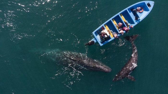 Aerial view of gray whales swimming near a whale watching boat at Ojo de Liebre Lagoon in Guerrero Negro, Baja California Sur state, Mexico on March 27, 2021. - A reduction of contagions from COVID-19 has boosted whale watching tourism in Mexico. Each year hundreds of North Gray Whales travel thousands of miles from Alaska to the Baja California Peninsula breeding lagoons, part of El Vizcaino Gray Whale Sanctuary, a  biosphere reserve and UNESCO World Heritage. (Photo by Guillermo Arias / AFP)