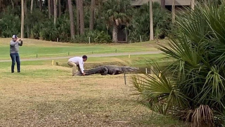 Pegolf Pegang Ekor Buaya Pegolf Pegang Ekor Buaya