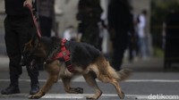 Anjing pelacak juga disiapkan petugas untuk memastikan seluruh area Gereja Katedral Jakarta tetap steril dari bahaya. 