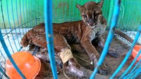 Saat ditemukan kucing emas tersebut dalam keadaan sakit di lanskap Bukit Tiga Puluh provinsi itu.  