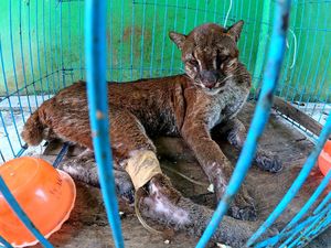 Perawatan Kucing Emas Asia Usai Ditemukan Sakit