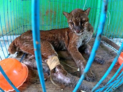 Perawatan Kucing Emas Asia Usai Ditemukan Sakit