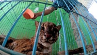Seekor kucing emas Asia (Pardofelis temminckii) berada di dalam kandang perawatan sementara Tempat Penyelamatan Satwa (TPS) BKSDA Jambi, Jambi, Kamis (1/4/2021). 
