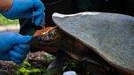 Menengok Pusat Rehabilitasi Satwa di Tengah Pandemi