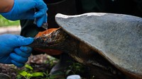 BKSDA Yogyakarta juga telah mengirimkan surat kepada LSM Centre for Orangutan Protection (COP) untuk turut membantu biaya perawatan tujuh ekor primata hingga mereka siap ditranslokasikan ke Kalimantan Timur.   