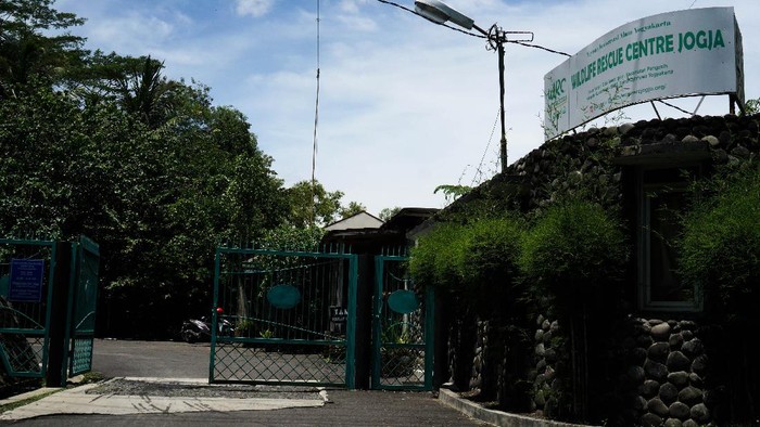 REHABILITASI SATWA DI TENGAH PANDEMI Pandemi COVID-19 tidak hanya mencekik geliat dunia pariwisata, perhotelan, dan bisnis hiburan di DI Yogyakarta. Pandemi juga berdampak terhadap keberlangsungan tempat rehabilitasi satwa liar di Wildlife Rescue Centre (WRC) Jogja, sebuah organisasi nirlaba dibawah Yayasan Konservasi Alam Yogyakarta (YKAY) yang berada di Pengasih, Kulon Progo, DI Yogyakarta.
