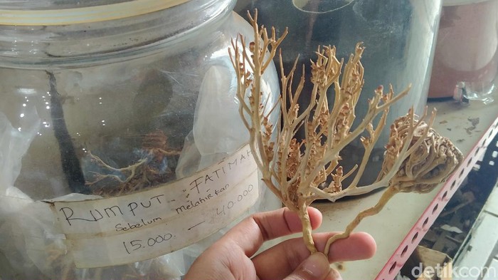 Rumput Fatimah dijual di kawasan Empang Bogor